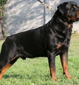 Rottweiler