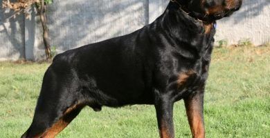 Rottweiler