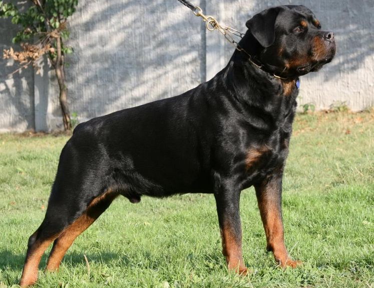 Rottweiler